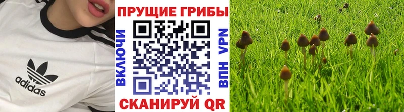 купить закладку  Чухлома  Галлюциногенные грибы прущие грибы 